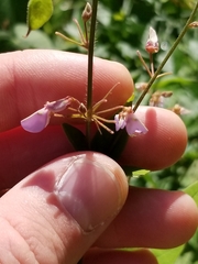 Desmodium ciliare