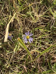 Symphyotrichum divaricatum