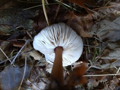 Rhodocollybia butyracea