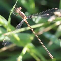 Lestes alacer