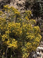 Gutierrezia sarothrae