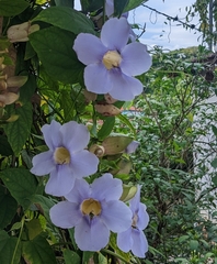 Thunbergia grandiflora