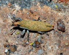 Lixus brevirostris