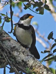 Arremon flavirostris