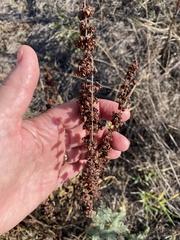 Rumex crispus