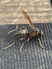 Polistes metricus