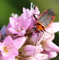 Adelphocoris rapidus