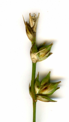 Carex divulsa divulsa