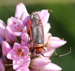 Adelphocoris rapidus
