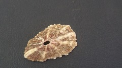 Fissurella microtrema