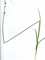 Carex divulsa divulsa