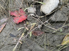 Halerpestes cymbalaria