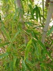 Phyllostachys aureosulcata