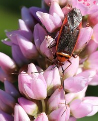 Adelphocoris rapidus