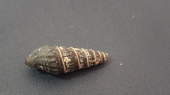 Crassispira discors