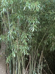 Phyllostachys