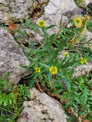 Erysimum cheiranthoides