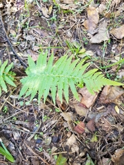 Amauropelta noveboracensis