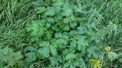 Heracleum sphondylium