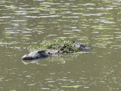 Crocodylus niloticus