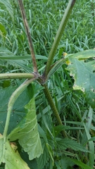 Heracleum sphondylium