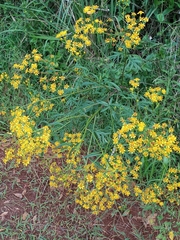 Senecio brasiliensis