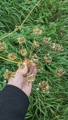 Heracleum sphondylium