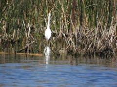 Ardea alba