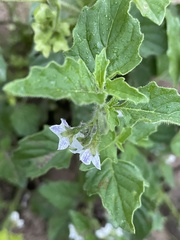 Solanum nitidibaccatum