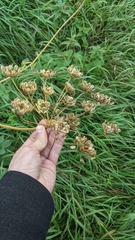 Heracleum sphondylium