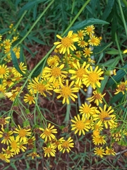Senecio brasiliensis