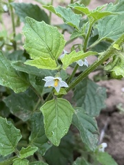 Solanum nitidibaccatum