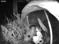 Peromyscus maniculatus
