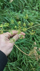 Heracleum sphondylium