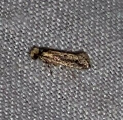 Tinea apicimaculella