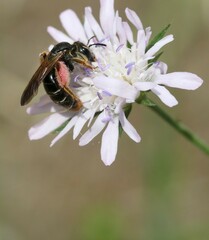 Andrena hattorfiana