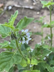 Solanum nitidibaccatum