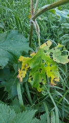 Heracleum sphondylium