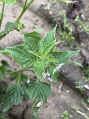Solanum nitidibaccatum