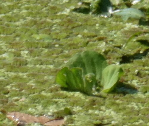 Pistia stratiotes image