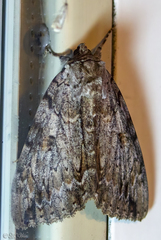 Catocala subnata