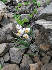 Leucocoryne coronata
