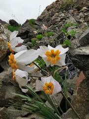 Leucocoryne coronata