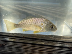 Leiostomus xanthurus