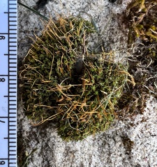 Tortella humilis