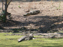 Crocodylus niloticus