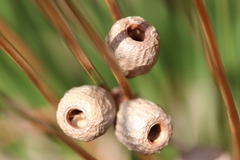Xanthorrhoea preissii