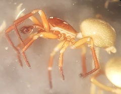 Robertus lividus