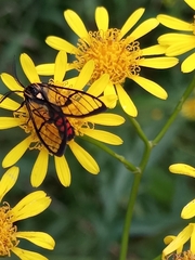 Argyroeides sanguinea