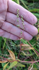 Persicaria punctata